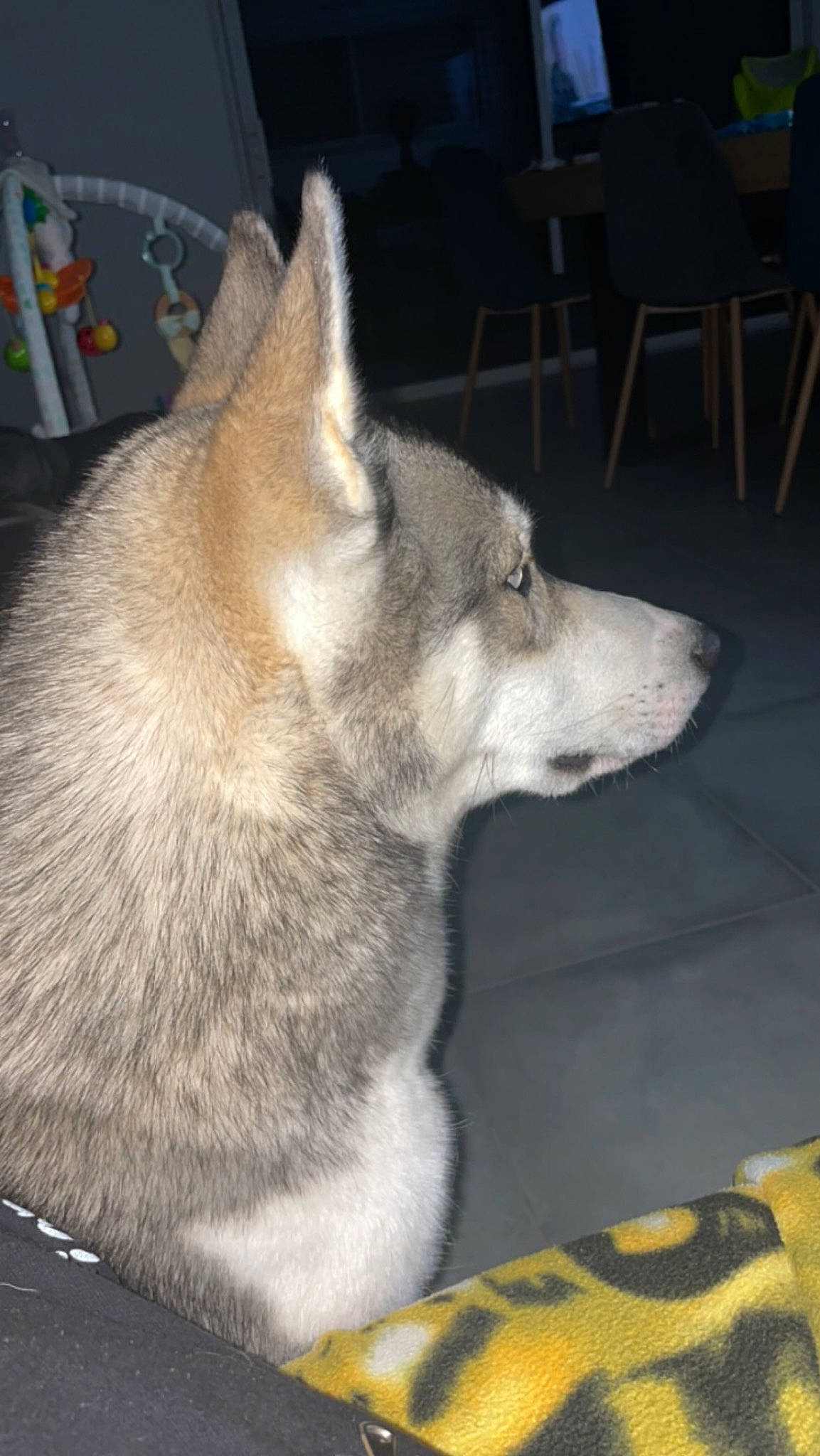 Usher participe au concours pour gagner de l'argent avec cette photo : ancient_dog_breeds, canidae, canis, carnivore, companion_dog, dog, dog_breed, flooring, fur, non_sporting_group, siberian_husky, sled_dog, snout, sporting_group, tail, terrestrial_animal, whiskers, wolf, working_animal, working_dog