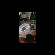 Bluey is registered to the contest to win money with this photo: cat, indoor, rug, toy_car, furniture, clutter, floor, pet, animal, room, carpet, gray_cat, black_and_white_cat, household, domestic, sitting, two_cats, flooring, home, living_space