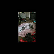 Mama Kitty is registered to the contest to win money with this photo: cat, indoor, rug, furniture, room, pet, animal, floor, two_animals, gray_cat, black_and_white_cat, domestic, home, carpet, sitting, facing_each_other, blurred, low_light, household, living_space