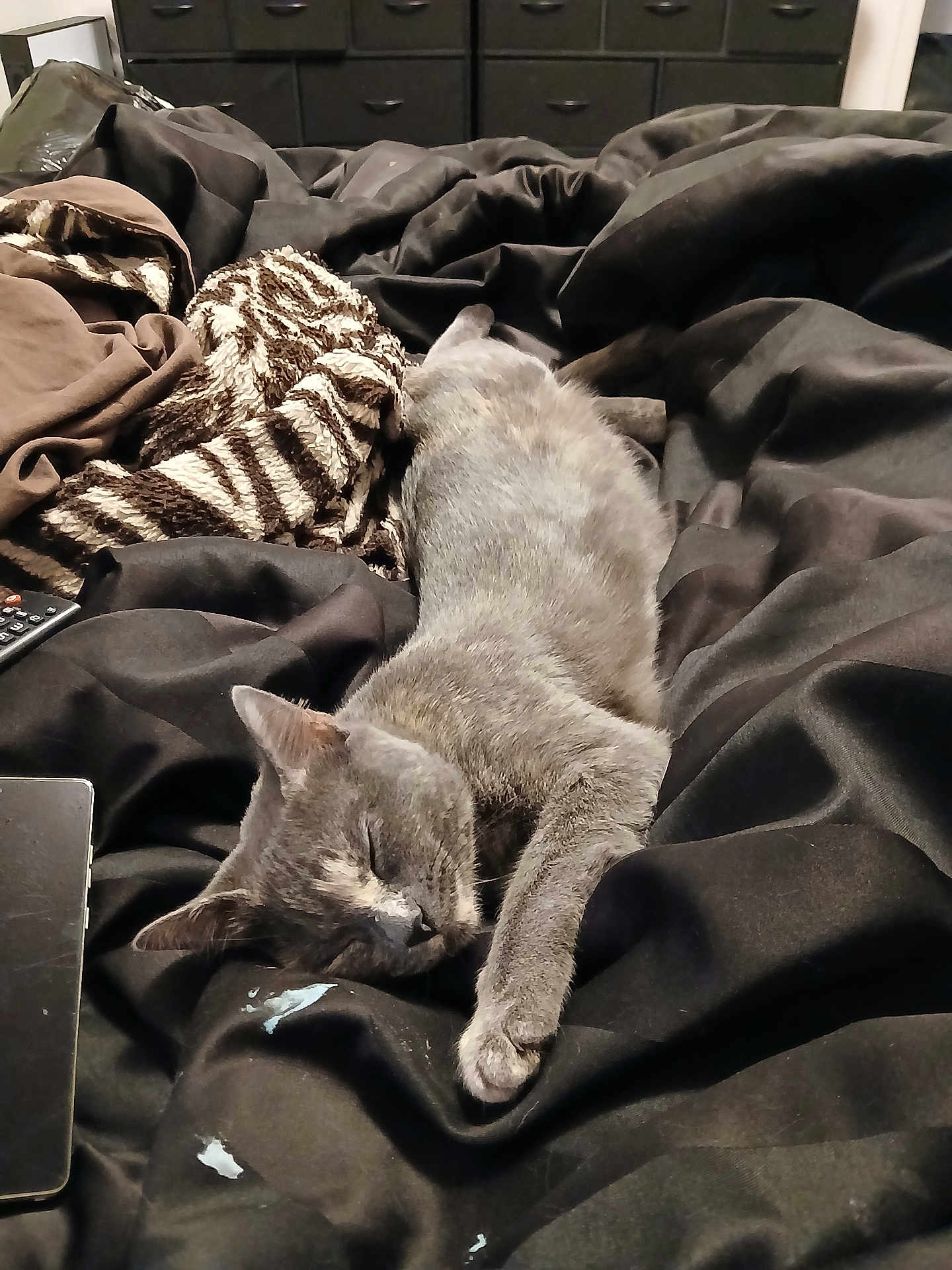 Mama Kitty