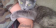 Mama Kitty is registered to the contest to win money with this photo: cat, grey_cat, green_eyes, tattoo, arm, camo_clothing, couch, pet, feline, close_up, indoor, resting, fur, paw, human, animal, comfort, snuggle, relaxation, casual