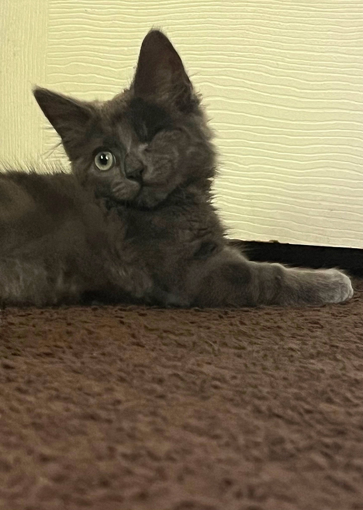 Dwight is registered to the contest to win money with this photo: black_cat, carnivore, cat, claw, comfort, domestic_short_haired_cat, eye, felidae, flooring, fur, grey, monochrome, monochrome_photography, paw, sitting, small_to_medium_sized_cats, snout, tail, terrestrial_animal, whiskers