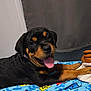 rottweiler, puppy, dog, tongue_out, bedspread, blue, indoor, curtain, brown_bag, happy, lying_down, pet, animal, cute, playful, closeup, smiling, fur, black, tan