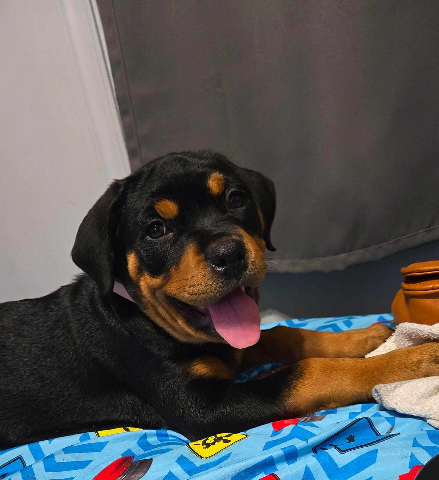 Ivy joined the competition — help win amazing prizes! rottweiler, puppy, dog, tongue_out, bedspread, blue, indoor, curtain, brown_bag, happy, lying_down, pet, animal, cute, playful, closeup, smiling, fur, black, tan