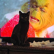 Onyx is registered to the contest to win money with this photo: black_cat, cat, television, grinch, holiday, christmas, animal, pet, feline, darker, sitting, furniture, wooden_dresser, indoors, screen, expression, face, tissues, decor, contrast