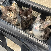 Pierogi Aka Rogi is registered to the contest to win money with this photo: adorable, animal, black, carrier, cat, curious, cute, domestic, feline, fluffy, indoor, kitten, looking_up, mesh, pet, small, soft_light, tabby, white, young