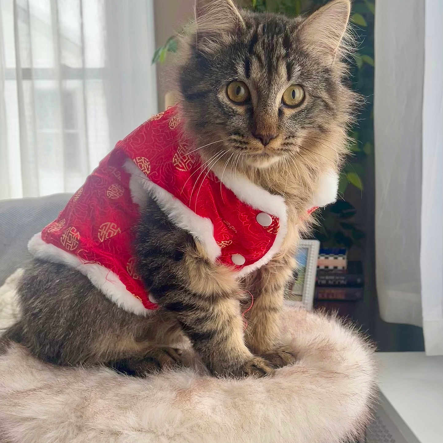 Pierogi Aka Rogi joined the competition — help win amazing prizes! animal, cat, closeup, cozy, curtains, cute, ears, fur, furniture, furry, indoor, looking, perch, pet, plant, red_clothing, sitting, tabby, whiskers, window