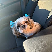 Chula joined the competition — help win amazing prizes! dog, shih_tzu, pet, animal, car, car_seat, vehicle, blue_bows, long_hair, small_dog, sitting, portrait, looking_at_camera, sunlight, indoor, transportation, adorable, groomed, canine, companion