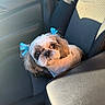 dog, shih_tzu, pet, animal, car, car_seat, vehicle, blue_bows, long_hair, small_dog, sitting, portrait, looking_at_camera, sunlight, indoor, transportation, adorable, groomed, canine, companion