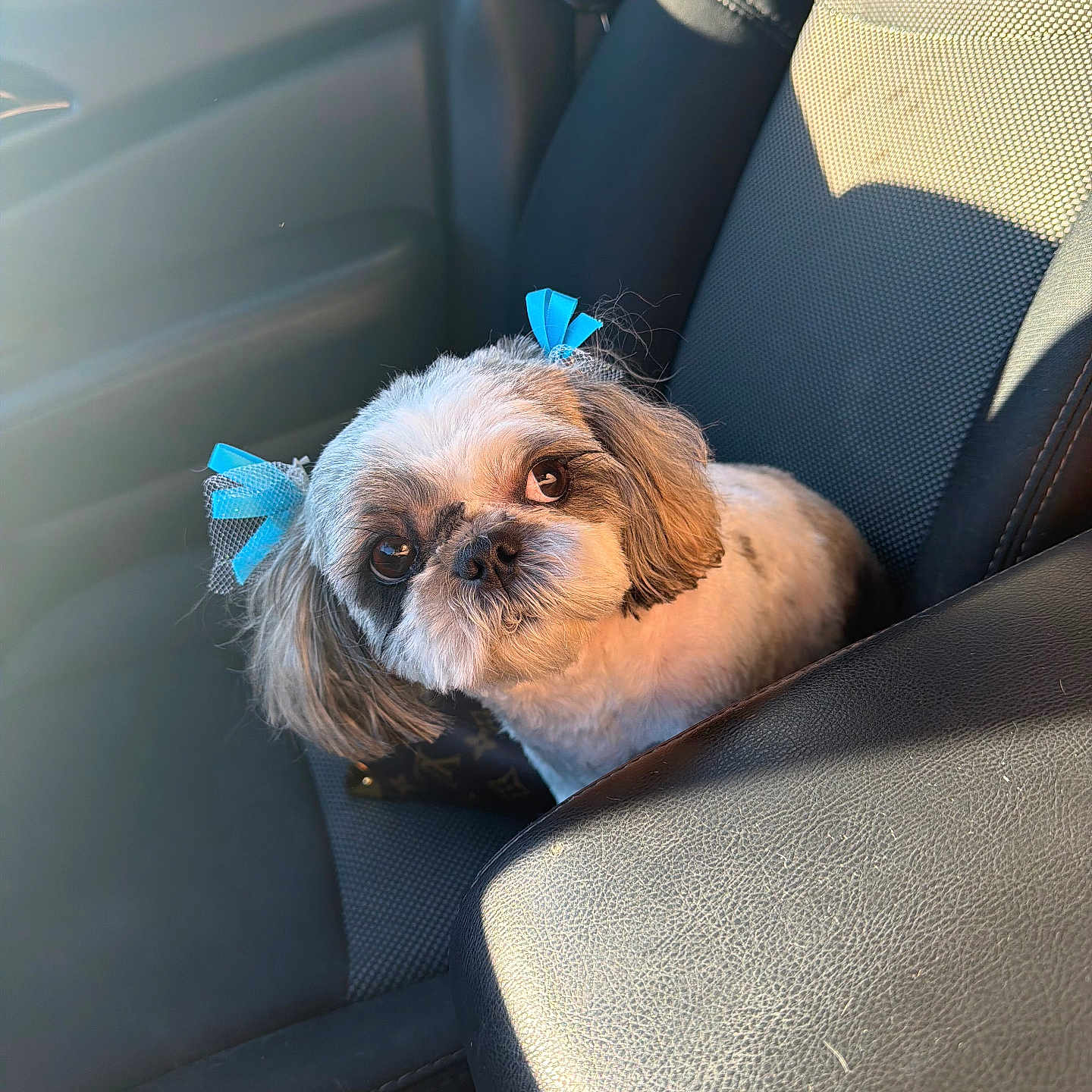 Chula