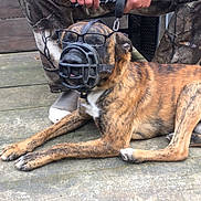 Tayson a rejoint le concours — aidez-le/la à gagner de superbes lots ! dog, muzzle, glasses, leash, person, camo_pants, jacket, hands, wooden_deck, outdoor, pet, canine, brown, black, white, sitting, resting, animal, companion, casual
