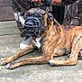 dog, muzzle, glasses, leash, person, camo_pants, jacket, hands, wooden_deck, outdoor, pet, canine, brown, black, white, sitting, resting, animal, companion, casual