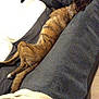 dog, brindle, couch, blanket, cushion, indoor, pet, sleeping, resting, furniture, cozy, relaxing, domestic, collar, canine, home, comfort, animal, laying, living_room