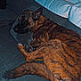 Tayson a rejoint le concours — aidez-le/la à gagner de superbes lots ! dog, brindle, sleeping, couch, pillow, indoor, pet, cozy, fur, animal, resting, tail, ears, home, furniture, relaxing, canine, domestic, companion, laying