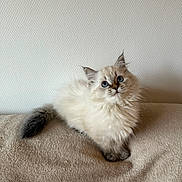 Arwen a rejoint le concours — aidez-le/la à gagner de superbes lots ! kitten, cat, fluffy, blue_eyes, pet, animal, feline, cute, soft, beige, blanket, indoor, portrait, fur, whiskers, small, curious, sitting, domestic, young