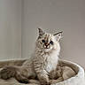 Arwen participe au concours pour gagner de l'argent avec cette photo : kitten, cat, blue_eyes, fluffy, pet, animal, indoor, bed, soft_texture, beige, cute, feline, young, fur, whiskers, posing, curious, domestic_animal, resting, portrait