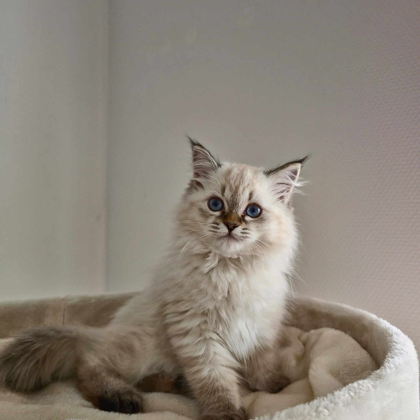 Arwen participe au concours pour gagner de l'argent avec cette photo : kitten, cat, blue_eyes, fluffy, pet, animal, indoor, bed, soft_texture, beige, cute, feline, young, fur, whiskers, posing, curious, domestic_animal, resting, portrait
