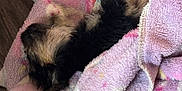 Lilly is registered to the contest to win money with this photo: animal, black, blanket, brown, colorful, cozy, cute, dog, fleece, fur, indoor, pet, pink, puppy, purple, rainbow, resting, sleeping, small, soft