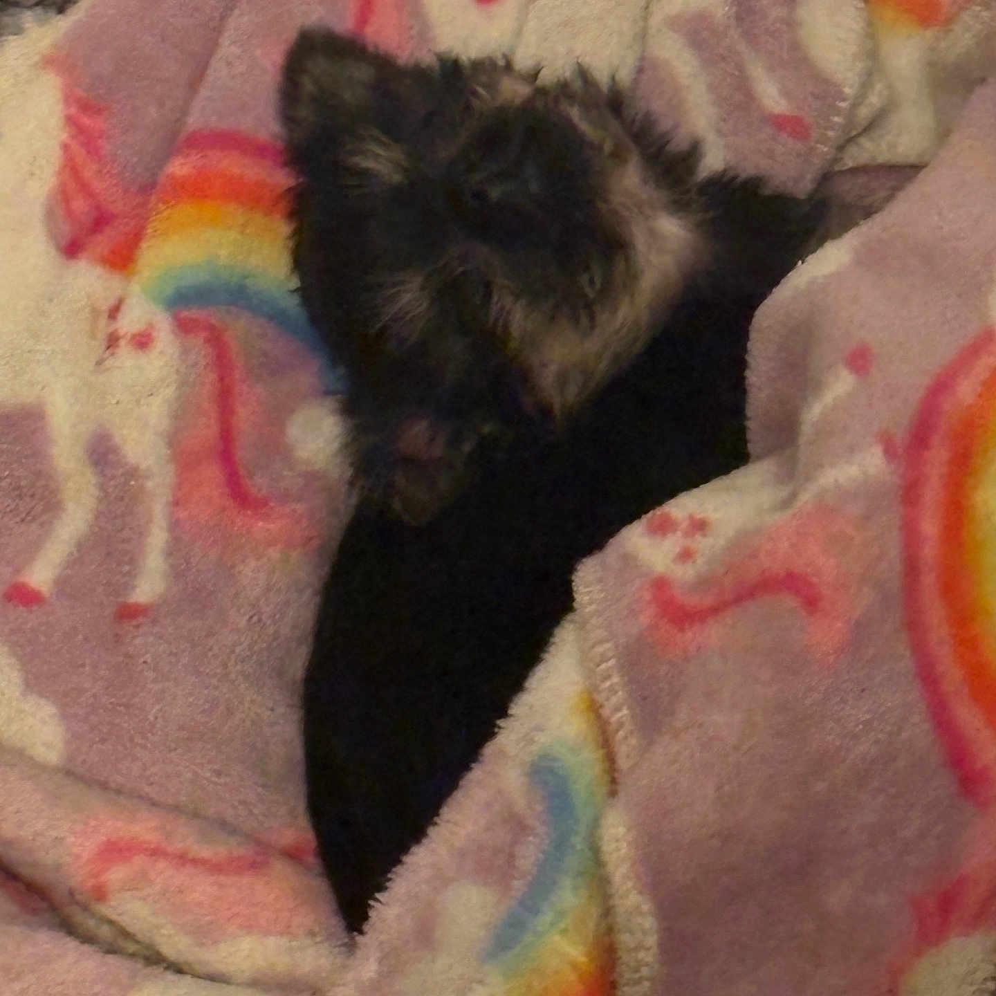 Lilly joined the competition — help win amazing prizes! animal, black_cat, blanket, cat, comfort, cozy, cute, fabric, fleece, fur, gray_cat, indoor, pattern, pet, rainbow, resting, sleeping, soft, unicorn, warm