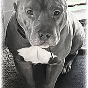 Pressure joined the competition — help win amazing prizes! dog, pit_bull, portrait, black_and_white, sitting, indoors, couch, sofa, muscular, short_hair, cropped_ears, collar, front_view, looking_at_camera, serious_expression, paws, carpet, window, close_up, pet