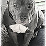 dog, pit_bull, portrait, black_and_white, sitting, indoors, couch, sofa, muscular, short_hair, cropped_ears, collar, front_view, looking_at_camera, serious_expression, paws, carpet, window, close_up, pet