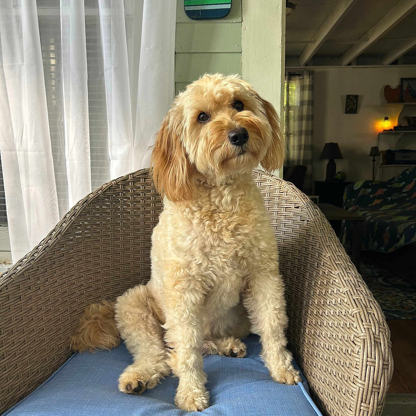 Dublin joined the competition — help win amazing prizes! dog, wicker_chair, blue_cushion, curly_fur, indoor, pet, head_tilt, curious, cozy, natural_light, curtains, furniture, lamp, home_interior, wooden_floor, decor, sitting, cute, animal, portrait