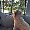 Dublin joined the competition — help win amazing prizes! dog, curly_fur, couch, window, trees, lake, sunlight, indoor, pet, relaxing, nature, daylight, fur, canine, looking, home, cozy, animal, scenery, quiet