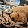 Dublin is registered to the contest to win money with this photo: dog, sleeping, blanket, cozy, fur, indoor, home, couch, relaxation, rest, comfort, living_room, pattern, soft, nap, canine, domestic_animal, furniture, carpet, peaceful