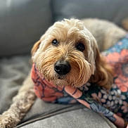 Dublin joined the competition — help win amazing prizes! dog, canine, pet, fluffy, curly_fur, couch, blanket, floral_pattern, indoor, resting, close_up, portrait, cute, cozy, furry, animal, domestic, companion, relaxed, soft_lighting