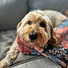 dog, canine, pet, fluffy, curly_fur, couch, blanket, floral_pattern, indoor, resting, close_up, portrait, cute, cozy, furry, animal, domestic, companion, relaxed, soft_lighting