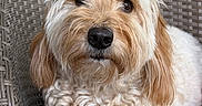 Dublin is registered to the contest to win money with this photo: dog, curly_hair, fluffy, pet, companion, cute, animal, chair, woven_chair, indoor, portrait, close_up, brown_eyes, furry, relaxed, domestic_animal, friendly, cute_pet, adorable, snout