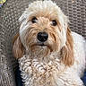 dog, curly_hair, fluffy, pet, companion, cute, animal, chair, woven_chair, indoor, portrait, close_up, brown_eyes, furry, relaxed, domestic_animal, friendly, cute_pet, adorable, snout