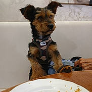 Oscar participe au concours pour gagner de l'argent avec cette photo : black_fur, brown_fur, chair, curious, dog, domestic, food_crumbs, furniture, hand, harness, indoor, looking_away, painting, pet, plate, puppy, sitting, small_dog, table, wall