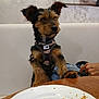 black_fur, brown_fur, chair, curious, dog, domestic, food_crumbs, furniture, hand, harness, indoor, looking_away, painting, pet, plate, puppy, sitting, small_dog, table, wall