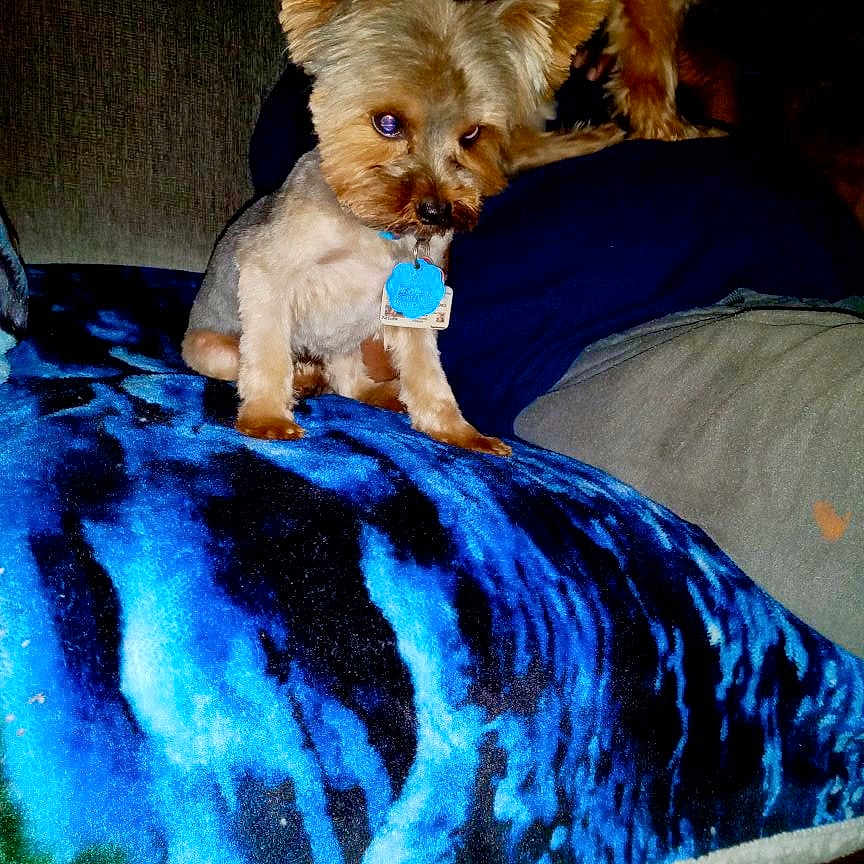 Poochie