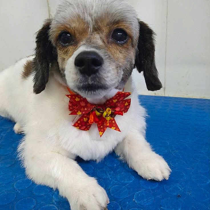 Ivybella is registered to the contest to win money with this photo: adorable, animal, blue_surface, bow_tie, brown_fur, companion, cute, dog, domestic_animal, ears, friendly, fur, indoor, looking_at_camera, lying_down, paw, pet, portrait, snout, white_fur