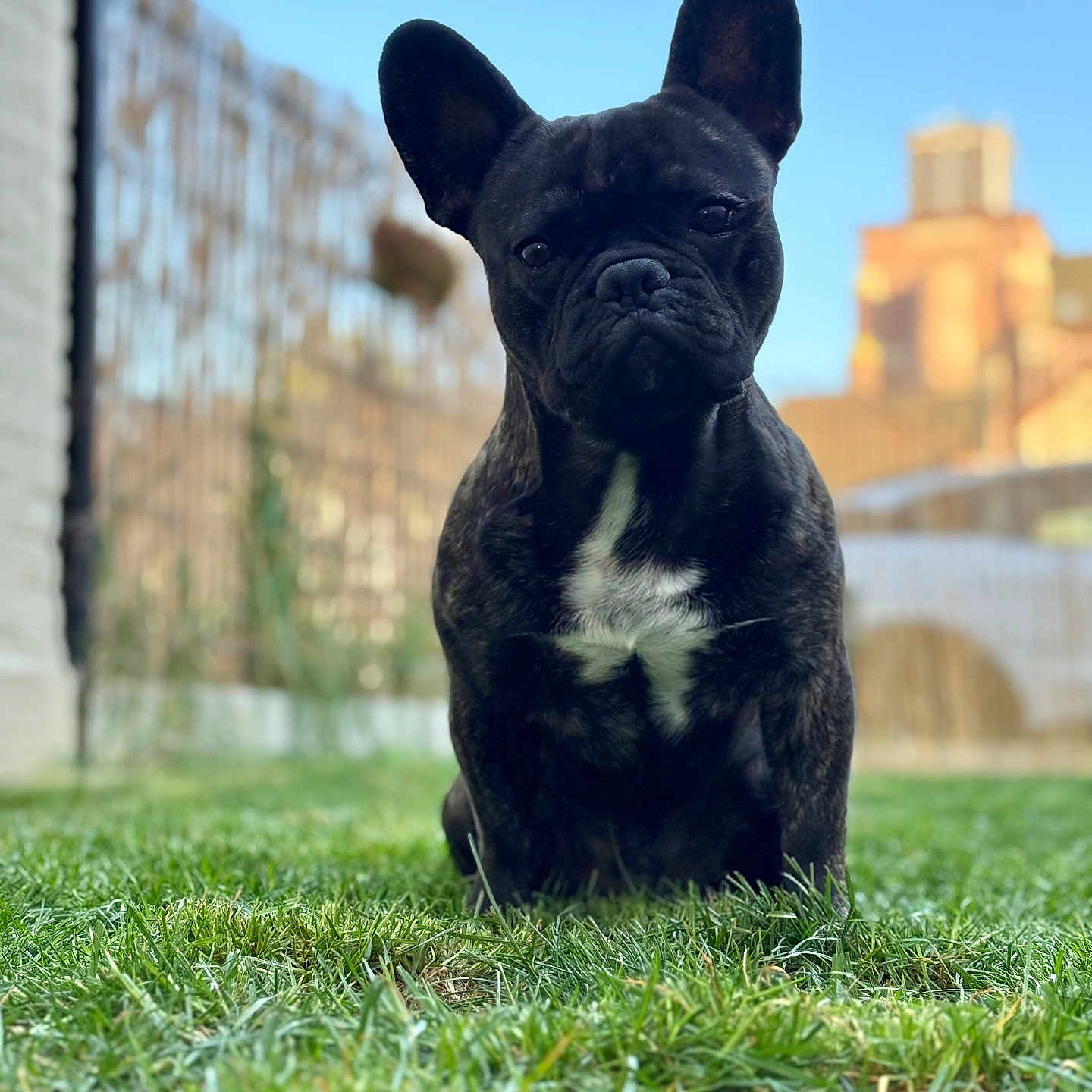 Vermont a rejoint le concours — aidez-le/la à gagner de superbes lots ! animal, backyard, boxer, bulldog, canine, dog, field, frenchbulldog, grass, grassland, lawn, nature, outdoors, pet, pitbull, plant, puppy, snout, yard