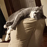 Milo is registered to the contest to win money with this photo: cat, gray_cat, white_paws, sleeping, napping, indoor, couch, beige_couch, furniture, relaxed, pet, animal, whiskers, cozy, home, resting, domestic_cat, living_room, soft_lighting, cute
