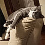 cat, gray_cat, white_paws, sleeping, napping, indoor, couch, beige_couch, furniture, relaxed, pet, animal, whiskers, cozy, home, resting, domestic_cat, living_room, soft_lighting, cute