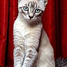 Vénus participe au concours pour gagner de l'argent avec cette photo : cat, kitten, white_fur, blue_eyes, sitting, portrait, long_tail, whiskers, pointed_ears, red_curtain, indoor, dramatic_lighting, fluffy, front_view, pet, animal, cute, alert, velvet, photography