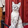 cat, kitten, animal, pet, white_fur, blue_eyes, sitting, upright, whiskers, pointed_ears, fluffy, portrait, indoor, red_curtains, furniture, black_rail, couch, dramatic_lighting, centered_subject, cute