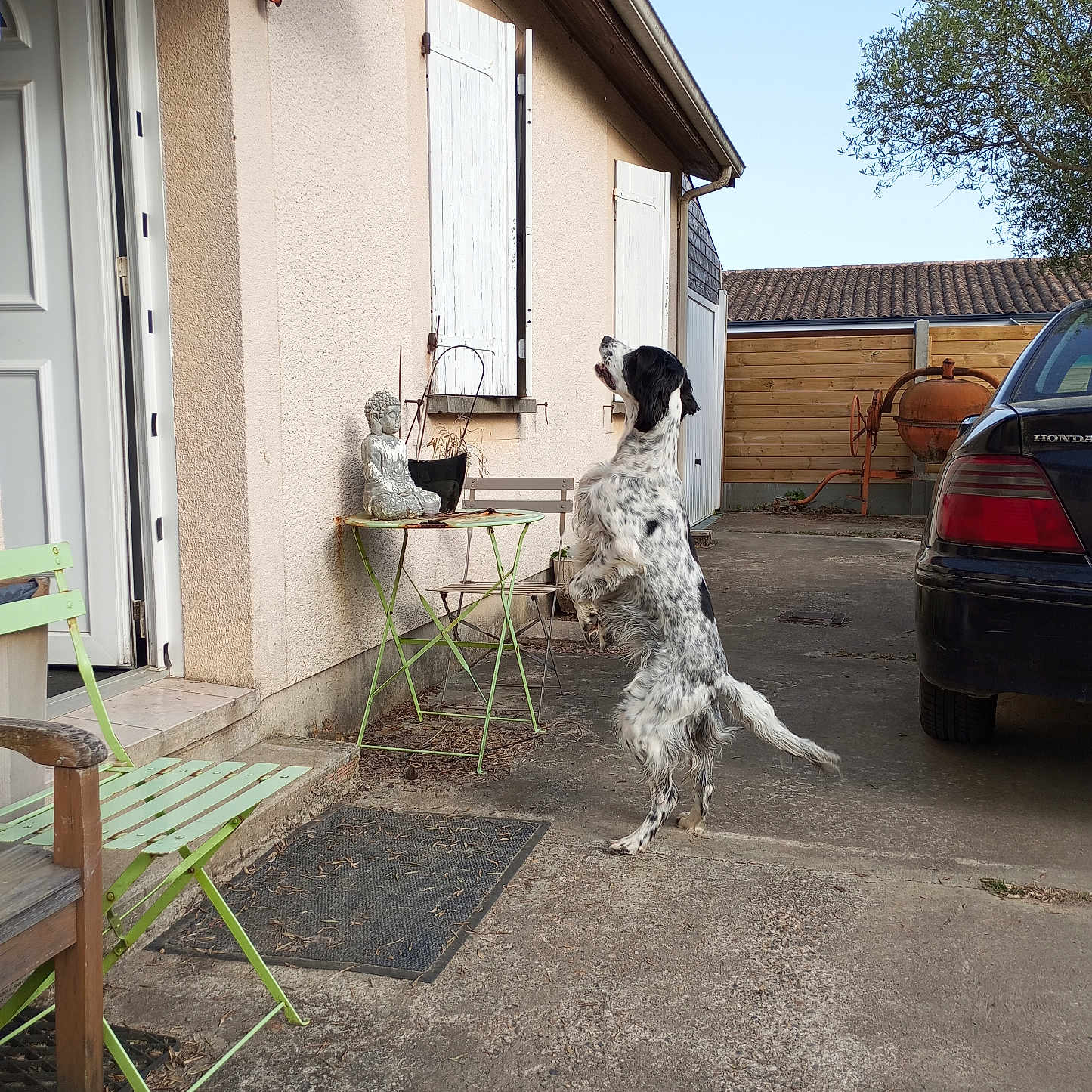 Marley a rejoint le concours — aidez-le/la à gagner de superbes lots ! animal, black_and_white, buddha_statue, car, chair, concrete, daylight, dog, driveway, fence, garden, house, outdoor, pet, shutters, standing, table, tree, window, yard