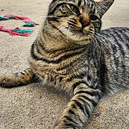 Petey joined the competition — help win amazing prizes! tabby_cat, cat, animal, pet, outdoor, concrete, paw, whiskers, fur, striped, relaxed, playful, rope, greenery, daylight, closeup, mammal, cute, feline, resting