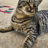 tabby_cat, cat, animal, pet, outdoor, concrete, paw, whiskers, fur, striped, relaxed, playful, rope, greenery, daylight, closeup, mammal, cute, feline, resting