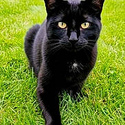 Hades joined the competition — help win amazing prizes! black_cat, cat, animal, pet, grass, outdoor, lawn, greenery, fur, whiskers, yellow_eyes, pointed_ears, standing, walking, front_view, portrait, nature, daylight, smartphone_screenshot, mobile_interface