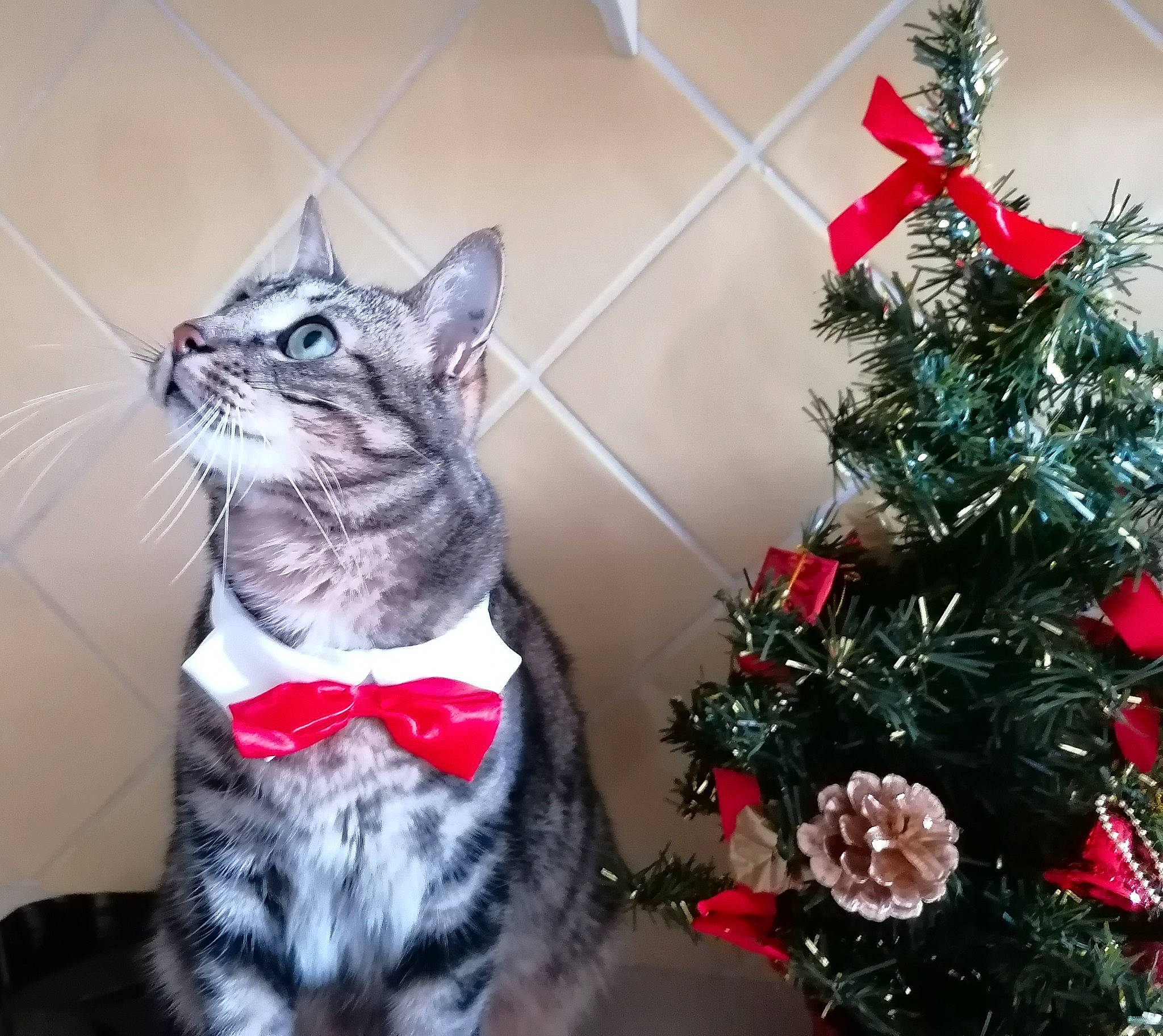 Snickers participe au concours pour gagner de l'argent avec cette photo : carnivore, cat, christmas, christmas_decoration, christmas_eve, christmas_ornament, christmas_tree, collar, domestic_short_haired_cat, felidae, fur, holiday, holiday_ornament, interior_design, ornament, pet_supply, small_to_medium_sized_cats, snout, vertebrate, whiskers