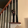 black_cat, cat, stairs, balusters, wood, white_paint, surprised_expression, indoor, pet, animal, mouth_open, eyes_wide, shadow, wall, house, wooden_rail, domestic, funny, curiosity, vertical_bars