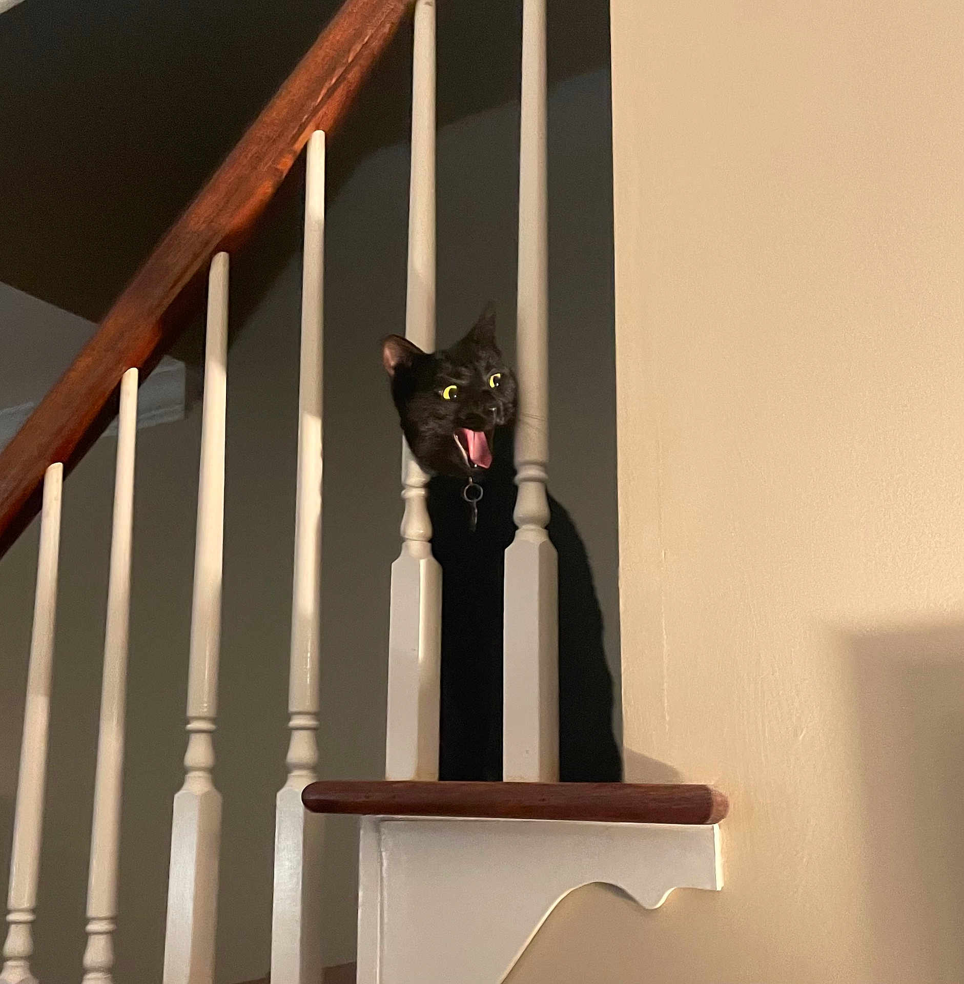 Hexx is registered to the contest to win money with this photo: black_cat, cat, stairs, balusters, wood, white_paint, surprised_expression, indoor, pet, animal, mouth_open, eyes_wide, shadow, wall, house, wooden_rail, domestic, funny, curiosity, vertical_bars