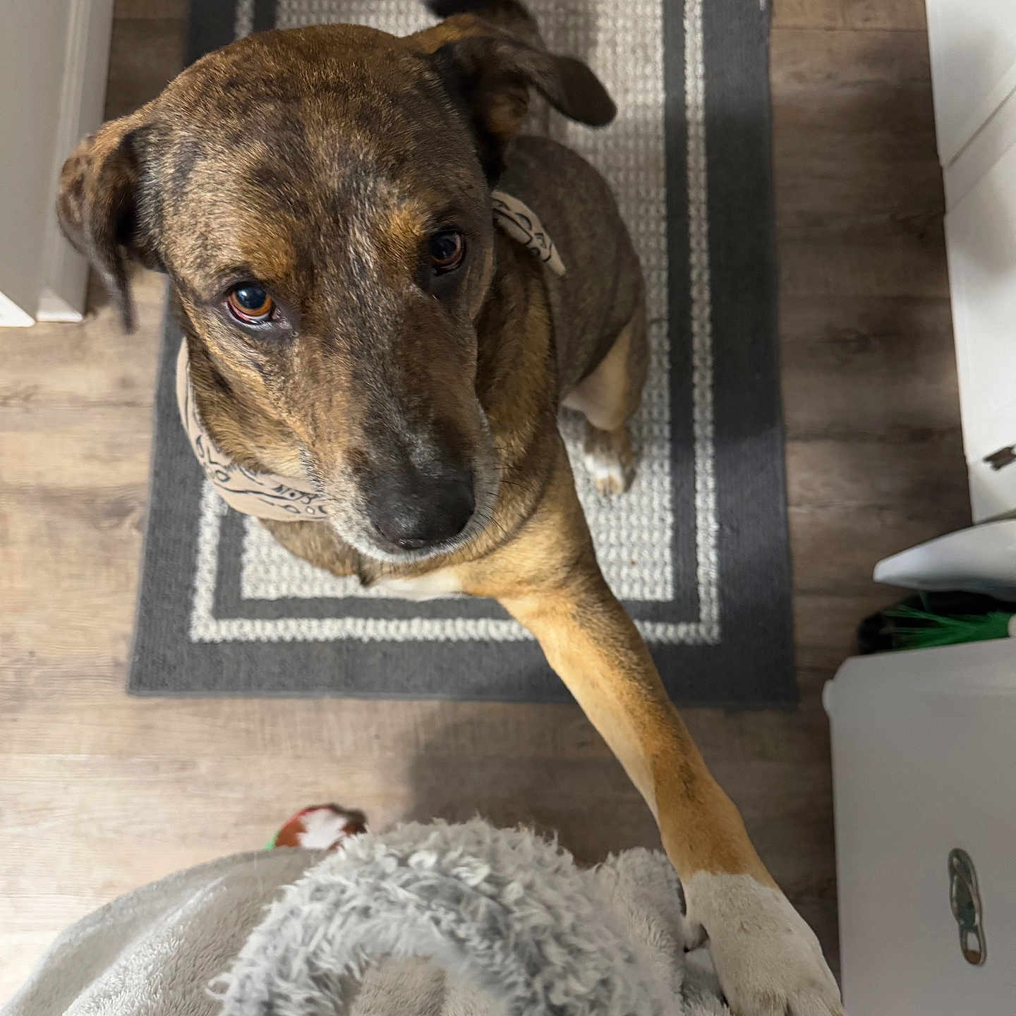 Houla joined the competition — help win amazing prizes! animal, blanket, canine, dog, dogbed, hardwood, homedecor, hound, indoors, interiordesign, labradorretriever, linen, livestock, mat, pet, pointer, puppy, rug, sheep, wood