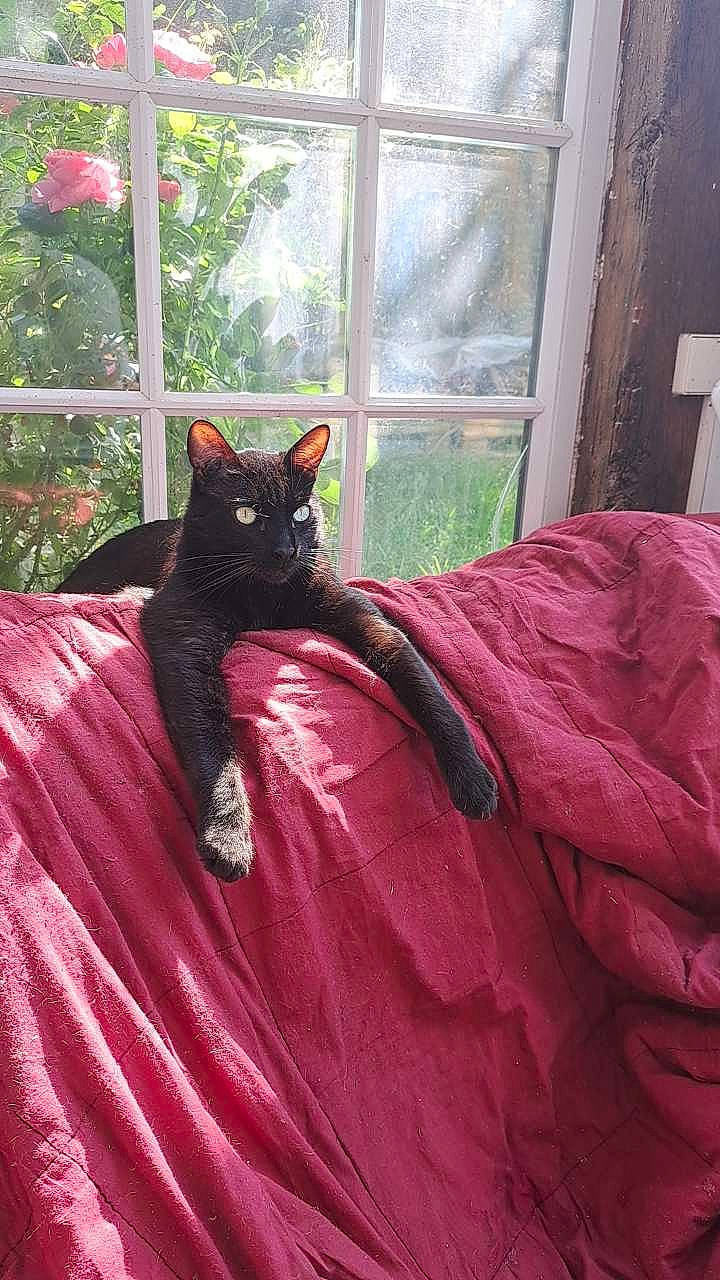 Popey participe au concours pour gagner de l'argent avec cette photo : black_cat, carnivore, cat, comfort, door, felidae, formal_wear, grass, grey, linens, magenta, pink, plant, purple, small_to_medium_sized_cats, tail, textile, tints_and_shades, whiskers, window